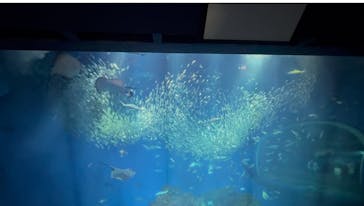アクアワールド茨城県大洗水族館に投稿された画像（2025/7/23）
