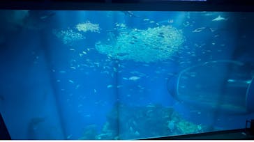 アクアワールド茨城県大洗水族館に投稿された画像（2025/7/23）