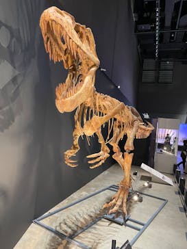 福井県立恐竜博物館に投稿された画像（2025/7/23）