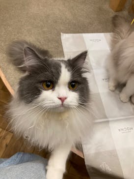 猫カフェモカ 名古屋栄店に投稿された画像（2025/7/23）