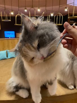 猫カフェモカ 名古屋栄店に投稿された画像（2025/7/23）