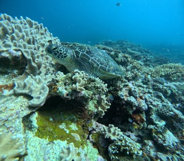 マーレ石垣島に投稿された画像（2025/7/23）