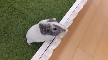 淡路ファームパーク イングランドの丘に投稿された画像（2025/7/23）