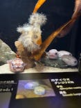 環境水族館アクアマリンふくしまに投稿された画像（2025/7/23）