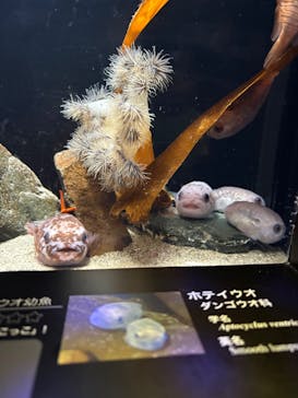 環境水族館アクアマリンふくしまに投稿された画像（2025/7/23）