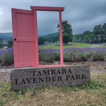 たんばらラベンダーパークに投稿された画像（2025/7/23）