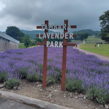 たんばらラベンダーパークに投稿された画像（2025/7/23）