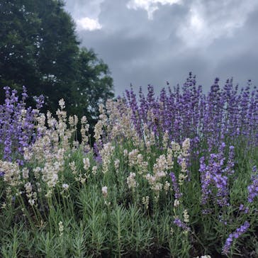 たんばらラベンダーパークに投稿された画像（2025/7/23）