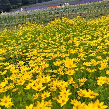 たんばらラベンダーパークに投稿された画像（2025/7/23）