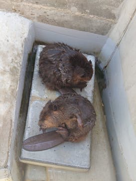 霞ケ浦 どうぶつとみんなのいえに投稿された画像（2025/7/23）