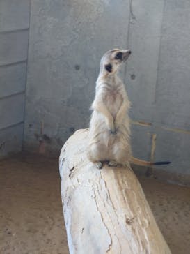 霞ケ浦 どうぶつとみんなのいえに投稿された画像（2025/7/23）