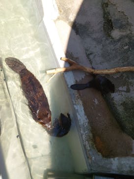 霞ケ浦 どうぶつとみんなのいえに投稿された画像（2025/7/23）