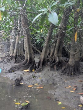 マングローブ茶屋に投稿された画像（2025/7/23）