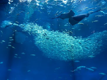 アクアワールド茨城県大洗水族館に投稿された画像（2025/7/24）