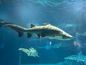 アクアワールド茨城県大洗水族館に投稿された画像（2025/7/24）