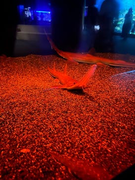 アクアワールド茨城県大洗水族館に投稿された画像（2025/7/24）