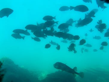 串本海中公園水族館に投稿された画像（2025/7/24）