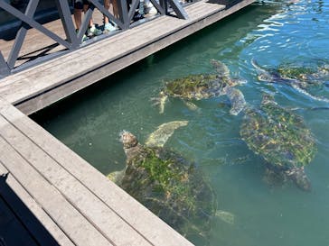 串本海中公園水族館に投稿された画像（2025/7/24）