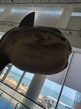 アクアワールド茨城県大洗水族館に投稿された画像（2025/7/24）