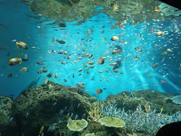 アクアワールド茨城県大洗水族館に投稿された画像（2025/7/24）