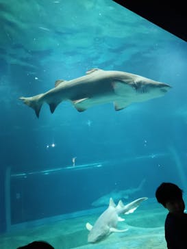 アクアワールド茨城県大洗水族館に投稿された画像（2025/7/24）