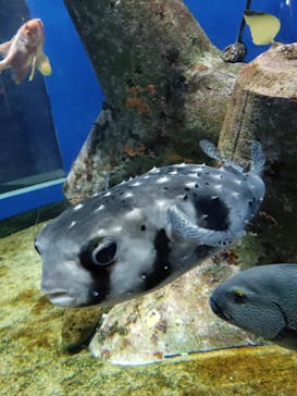 アクアワールド茨城県大洗水族館に投稿された画像（2025/7/24）