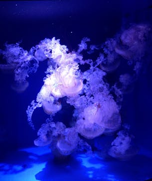 新江ノ島水族館に投稿された画像（2025/7/24）