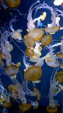 新江ノ島水族館に投稿された画像（2025/7/24）