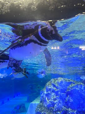すみだ水族館に投稿された画像（2025/7/24）