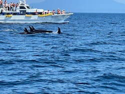 知床ネイチャークルーズに投稿された画像（2025/7/24）