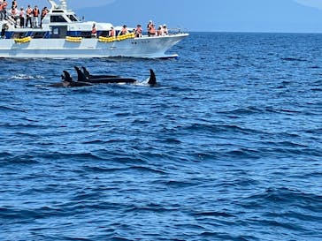 知床ネイチャークルーズに投稿された画像（2025/7/24）