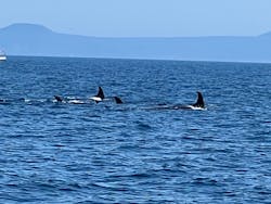 知床ネイチャークルーズに投稿された画像（2025/7/24）