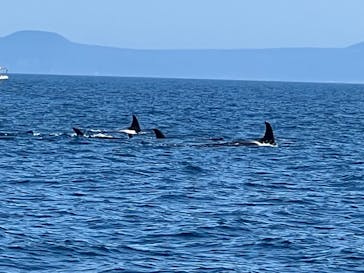 知床ネイチャークルーズに投稿された画像（2025/7/24）