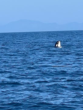 知床ネイチャークルーズに投稿された画像（2025/7/24）