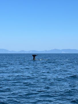 知床ネイチャークルーズに投稿された画像（2025/7/24）