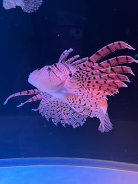 大分マリーンパレス水族館 「うみたまご」に投稿された画像（2025/7/24）