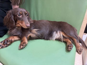 いぬカフェRio 鎌倉小町通り店に投稿された画像（2025/7/24）