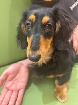 いぬカフェRio 鎌倉小町通り店に投稿された画像（2025/7/24）