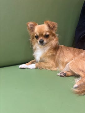 いぬカフェRio 鎌倉小町通り店に投稿された画像（2025/7/24）