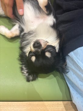 いぬカフェRio 鎌倉小町通り店に投稿された画像（2025/7/24）