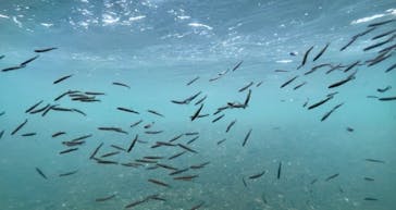 サケのふるさと 千歳水族館に投稿された画像（2025/7/24）