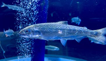 サケのふるさと 千歳水族館に投稿された画像（2025/7/24）