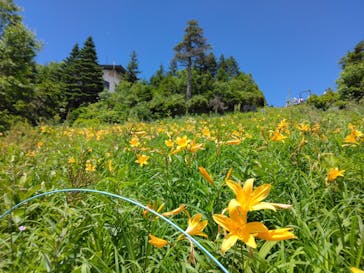 志賀高原ゴールデンラインに投稿された画像（2025/7/24）