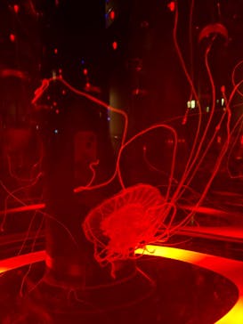 マクセル アクアパーク品川に投稿された画像（2025/7/24）