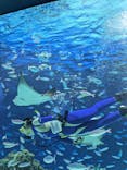 サンシャイン水族館に投稿された画像（2025/7/24）