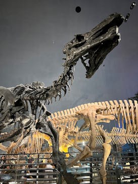 福井県立恐竜博物館に投稿された画像（2025/7/24）
