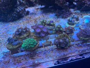 マクセル アクアパーク品川に投稿された画像（2025/7/24）