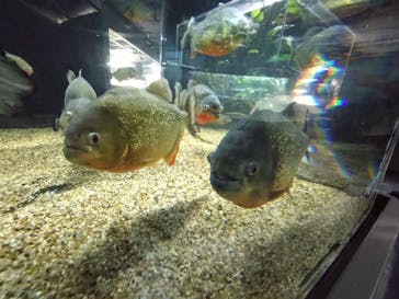 カワスイ 川崎⽔族館に投稿された画像（2025/7/24）