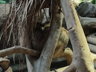 カワスイ 川崎⽔族館に投稿された画像（2025/7/24）