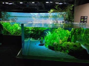 カワスイ 川崎⽔族館に投稿された画像（2025/7/24）